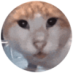 MeowMemes